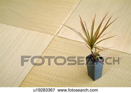 Stock Photo - Potted plant in tatami room. Fotosearch