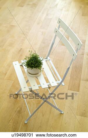 Potted plant on chair View Large Photo Image Stock Image - Potted plant on chair. Fotosearch