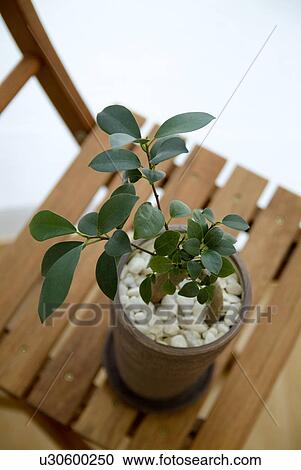 Potted plant on chair View Large Photo Image Stock Image - Potted plant on chair. Fotosearch