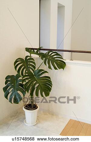 Potted plant on floor View Large Photo Image Stock Photo - Potted plant on floor. Fotosearch