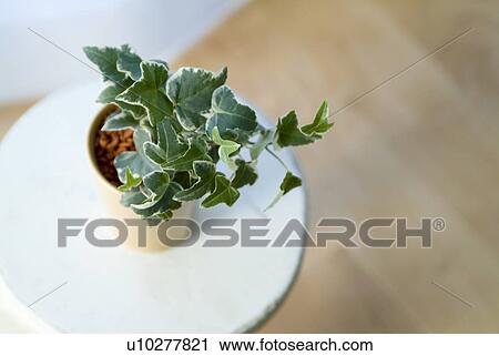 Potted plant on stool View Large Photo Image Stock Image - Potted plant on stool. Fotosearch