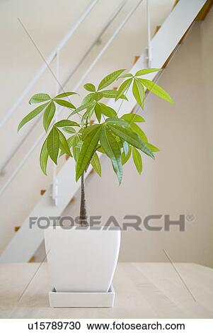 Stock Image - Potted plant on table. Fotosearch