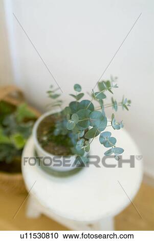 Potted plant View Large Photo Image Stock Image - Potted plant. Fotosearch