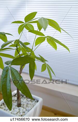 Potted plant View Large Photo Image Stock Image - Potted plant. Fotosearch