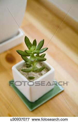 Stock Photo - Potted plant. Fotosearch