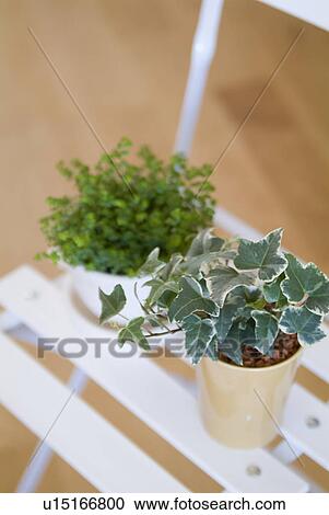 Stock Image - Potted plants on chair. Fotosearch