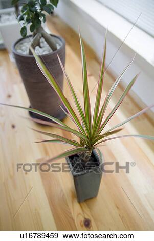 Potted plants on floor View Large Photo Image Stock Photo - Potted plants on floor. Fotosearch