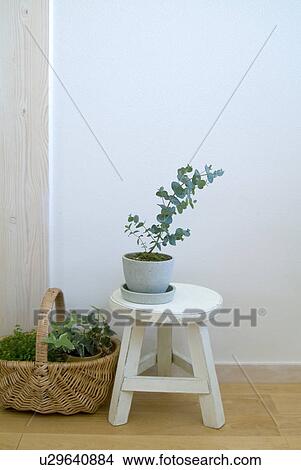 Picture - Potted plants. Fotosearch