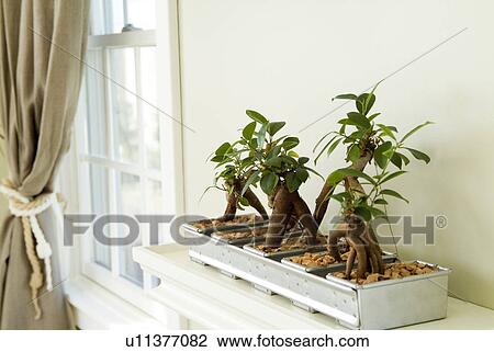 Potted plants View Large Photo Image Stock Image - Potted plants. Fotosearch