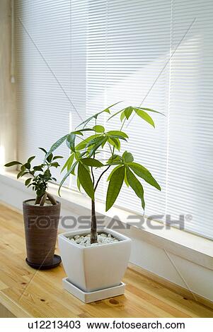 Potted plants View Large Photo Image Stock Image - Potted plants. Fotosearch