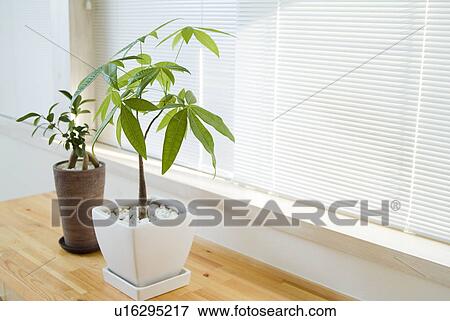 Potted plants View Large Photo Image Stock Photo - Potted plants. Fotosearch