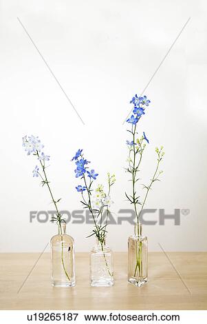Flower in empty bottles View Large Photo Image Stock Photo - Flower in empty bottles. Fotosearch