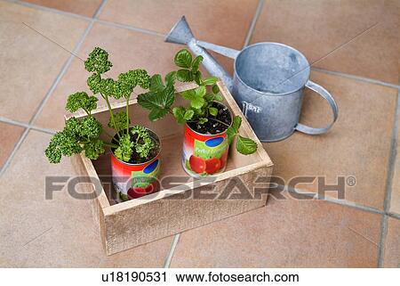 Plants in cans View Large Photo Image Stock Image - Plants in cans. Fotosearch