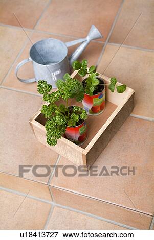 Plants in cans View Large Photo Image Stock Photo - Plants in cans. Fotosearch