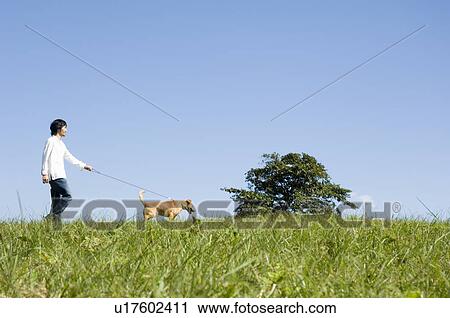 Young man walking dog View Large Photo Image Stock Image - Young man walking dog. Fotosearch