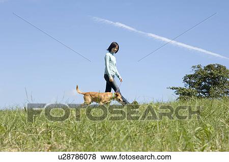 Stock Photo - Young woman walking dog. Fotosearch