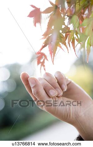 Woman's hand touching maple leaves View Large Photo Image Picture - Woman's hand touching maple leaves. Fotosearch