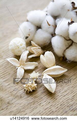 Dried plants View Large Photo Image Stock Photograph - Dried plants. Fotosearch