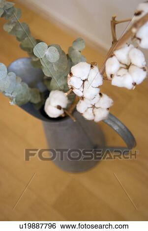 Stock Photograph - Dried plants. Fotosearch