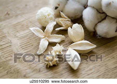Dried plants View Large Photo Image Stock Photography - Dried plants. Fotosearch