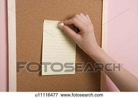 Woman's hand pinning memo to bulletin board View Large Photo Image Stock Photo - Woman's hand pinning memo to bulletin board. Fotosearch