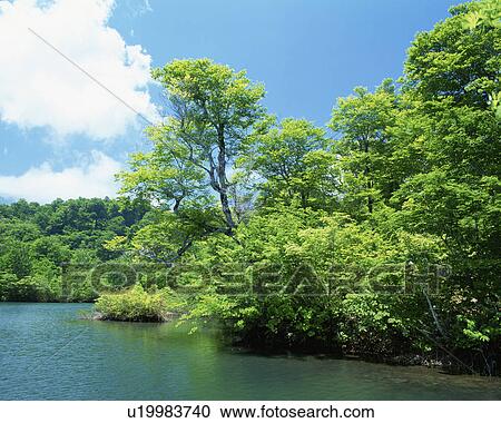 A placid lake is seen surrounded by trees on a sunny day View Large Photo Image Stock Image - A placid lake is seen surrounded by trees on a sunny day. Fotosearch