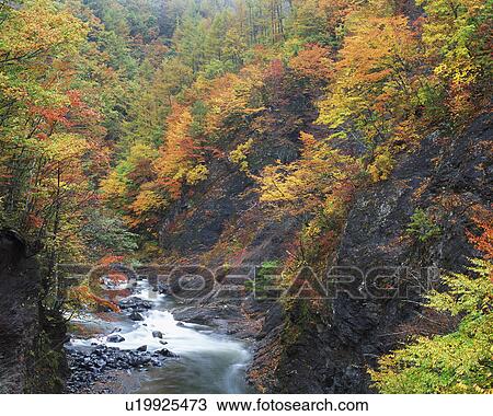 A river among trees View Large Photo Image Stock Image - A river among trees. Fotosearch