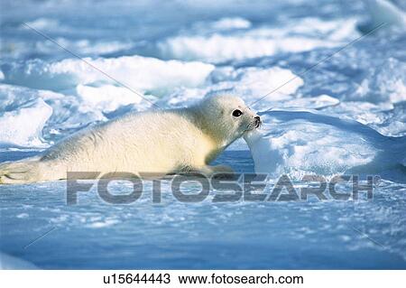 A seal on ice in Canada View Large Photo Image Stock Image - A seal on ice in Canada. Fotosearch