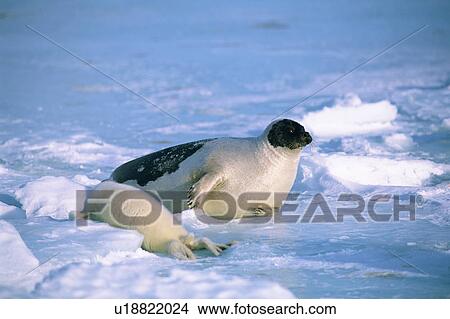 Picture - A seal resting on ice in Canada. Fotosearch