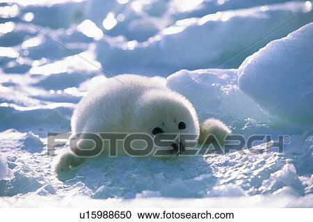Stock Image - A seal resting on ice in Canada. Fotosearch