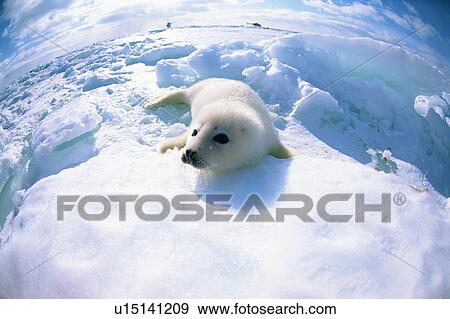 A seal resting on ice in Canada View Large Photo Image Stock Photo - A seal resting on ice in Canada. Fotosearch