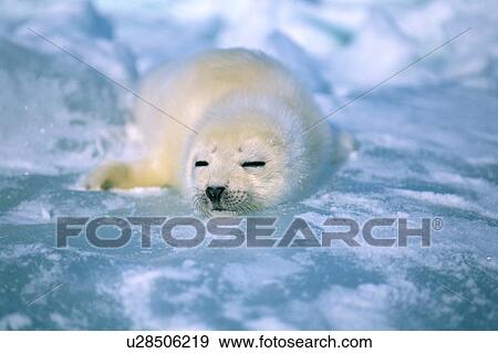 Stock Photo - A seal sleeping on ice in Canada. Fotosearch