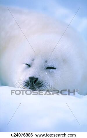 A seal sleeping on ice in Canada View Large Photo Image Stock Photograph - A seal sleeping on ice in Canada. Fotosearch