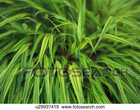 Stock Photo - Bunch of green elongated leaves of a plant. Fotosearch