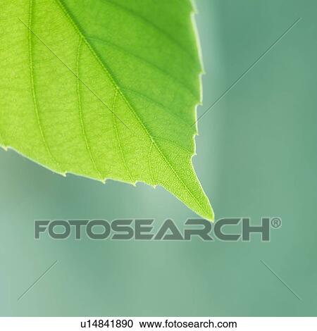 Stock Image - Close up of a green leaf. Fotosearch