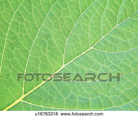 Close up of a green leaf View Large Photo Image Stock Photo - Close up of a green leaf. Fotosearch