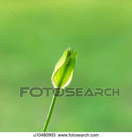 Stock Image - Close up of a green plant. Fotosearch
