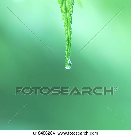 Close up of a water drop from a leaf View Large Photo Image Picture - Close up of a water drop from a leaf. Fotosearch