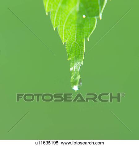 Close up of a water drop from a leaf View Large Photo Image Stock Photography - Close up of a water drop from a leaf. Fotosearch