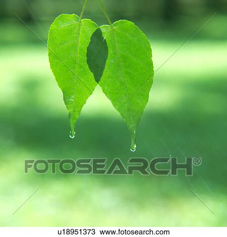 Close up of a water drop from two leaves View Large Photo Image Stock Image - Close up of a water drop from two leaves. Fotosearch