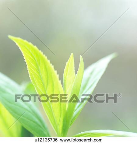Close up of bright green leaves of a plant View Large Photo Image Stock Photograph - Close up of bright green leaves of a plant. Fotosearch