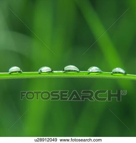 Stock Photo - Close up of five water drops on a straight green leaf. Fotosearch