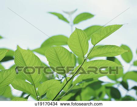 Picture - Close up of the bright green leaves of a plant. Fotosearch