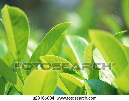 Picture - Close up of the bright green leaves of a plant. Fotosearch
