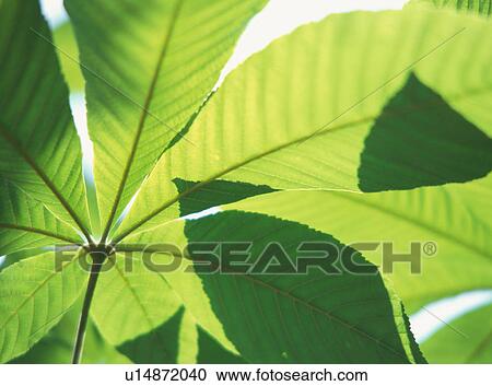 Close up of the bright green leaves of a plant View Large Photo Image Stock Image - Close up of the bright green leaves of a plant. Fotosearch