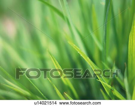 Close up of the green tapering leaves of a plant View Large Photo Image Picture - Close up of the green tapering leaves of a plant. Fotosearch