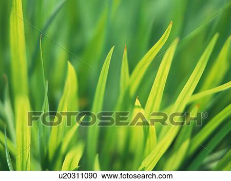 Stock Image - Close up of the green tapering leaves of a plant. Fotosearch