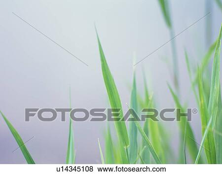Close up of the green tapering leaves of a plant View Large Photo Image Stock Photo - Close up of the green tapering leaves of a plant. Fotosearch