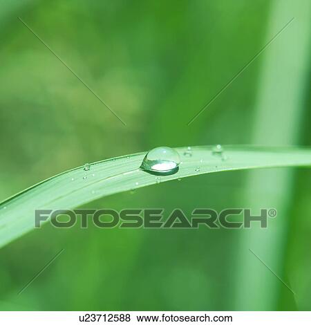 Close up of the water droplets on an elongated leaf View Large Photo Image Stock Photo - Close up of the water droplets on an elongated leaf. Fotosearch