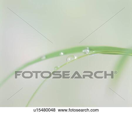 Stock Photo - Close up of the water droplets on the curved leaf. Fotosearch